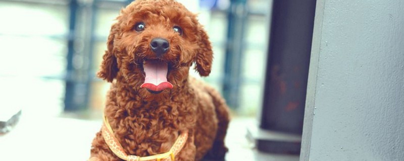 泰迪犬大小便训练 泰迪犬怎样训练大小便
