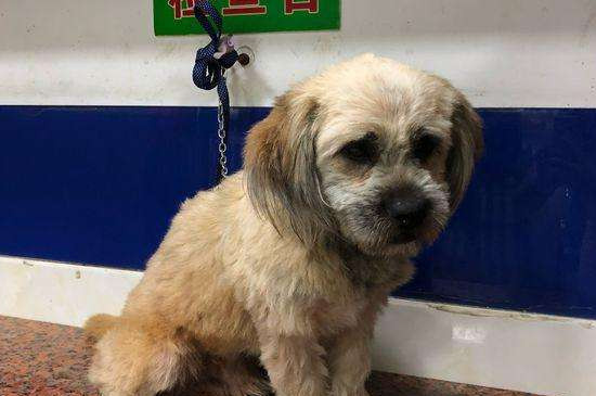 犬瘟热后期治疗方法 犬瘟热晚期最佳治疗方法
