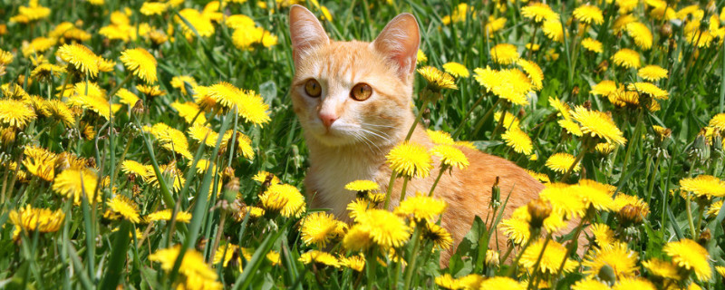 白掌对猫有毒吗 猫吃白掌会中毒吗