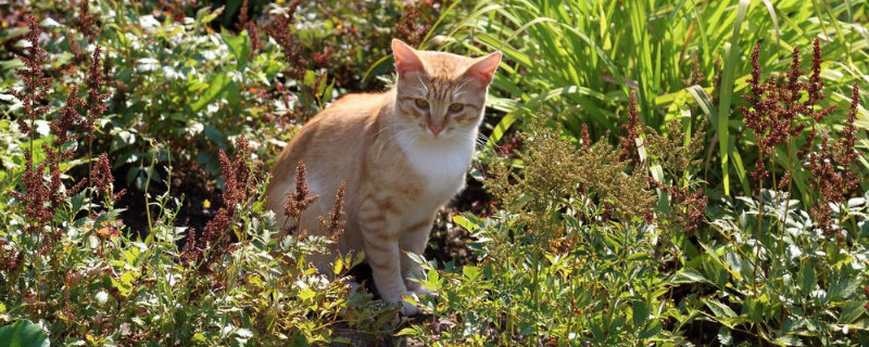 猫咪可以吃火龙果吗 猫可以吃火龙果吗