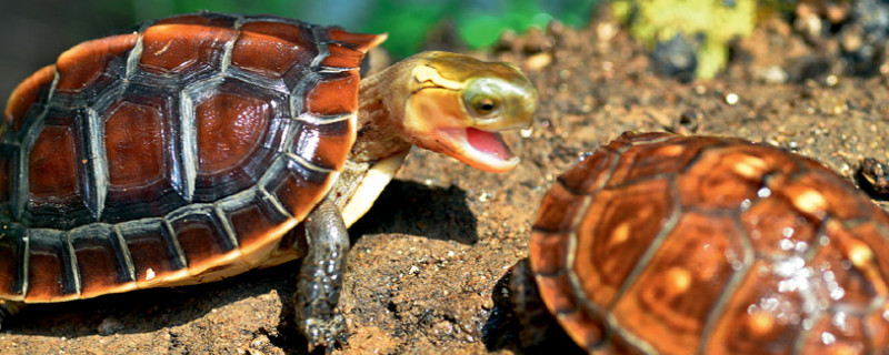 黄缘龟的养殖方法和注意事项 黄缘龟怎么分品种
