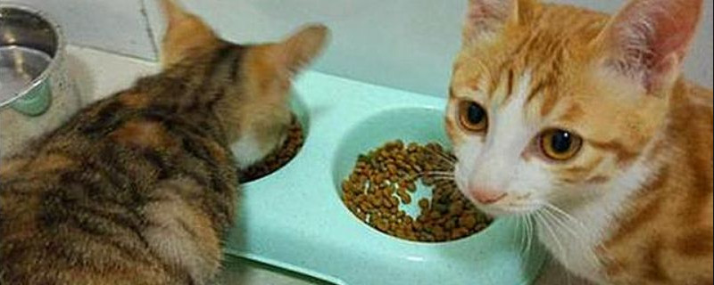 一个月小猫吃什么食物 一个月小猫咪吃什么食物好