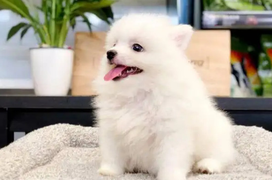 狗狗拉稀带血是什么原因 狗狗拉稀带血是什么原因引起的