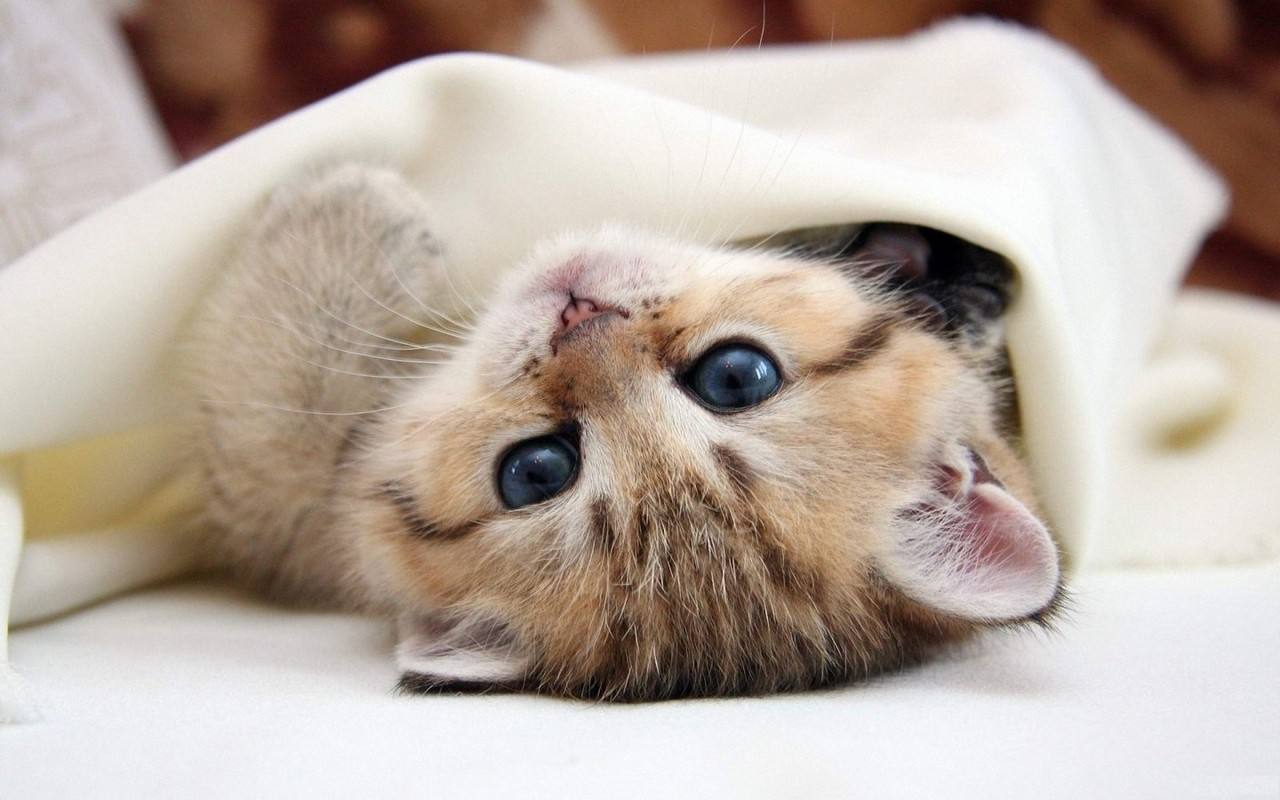 小猫中暑怎么办(预防猫咪中暑的方法) 谨防猫咪中暑