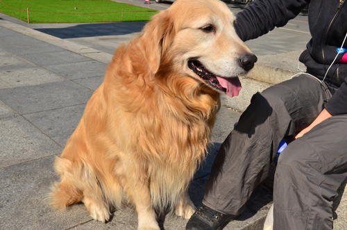 小金毛怎么训练(怎么训练好金毛) 金毛幼犬应该训练哪些