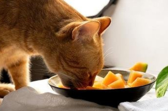 猫可以吃鸡肝吗 猫可以吃鸡心吗