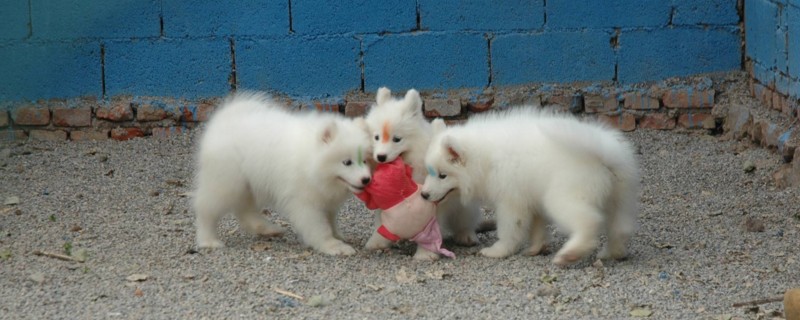 萨摩耶犬怎么训练 萨摩耶犬怎么训练才好看