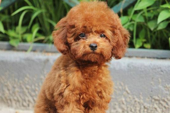 泰迪犬大小便训练 泰迪犬怎样训练大小便