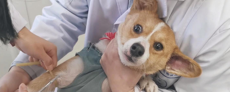 狗翻肠子能自己痊愈吗 狗翻肠子能治好吗