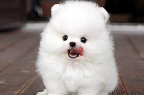 博美犬怎么养方法 博美犬怎么养教程