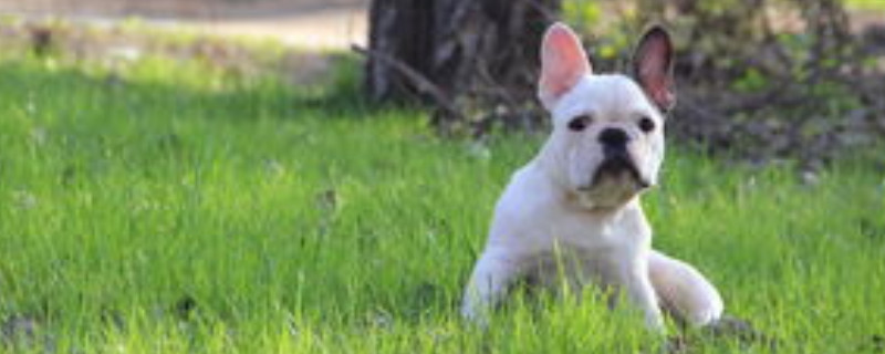 法国斗牛犬怎么训练大小便 法国斗牛犬大小便怎么训练