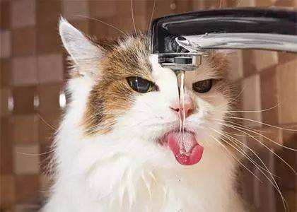 小猫中暑怎么办(预防猫咪中暑的方法) 谨防猫咪中暑