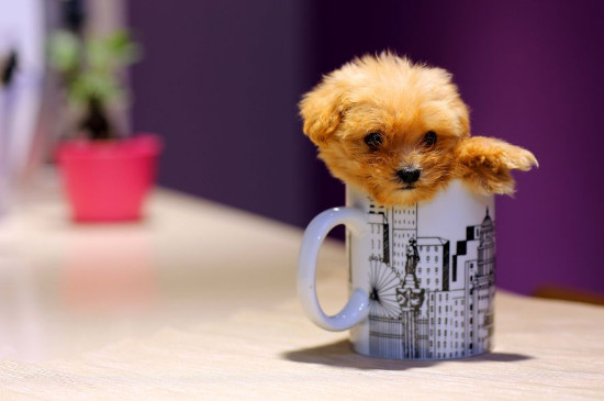 茶杯犬怎么养方法 茶杯犬怎么养才可以养活