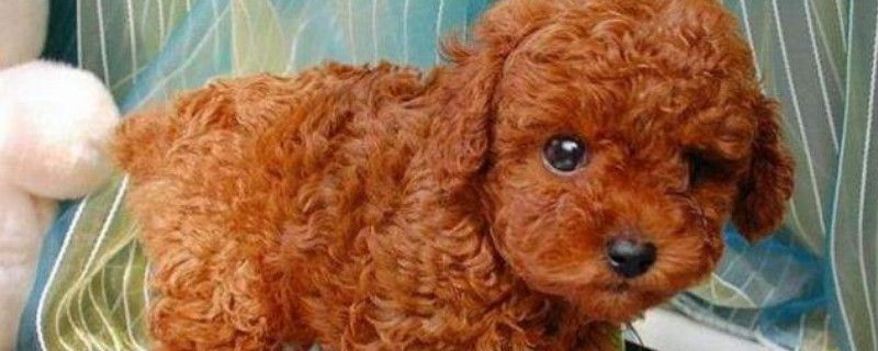 茶杯犬怎么养方法 茶杯犬怎么养才可以养活