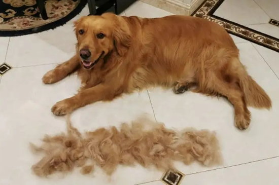狗狗脱毛怎么办怎么处理 狗狗脱毛房间怎么处理