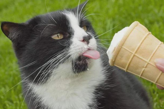 猫能吃冰淇淋吗 猫能吃冰淇淋