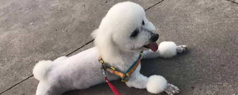贵宾犬训练方法 贵宾犬训练方法和技巧