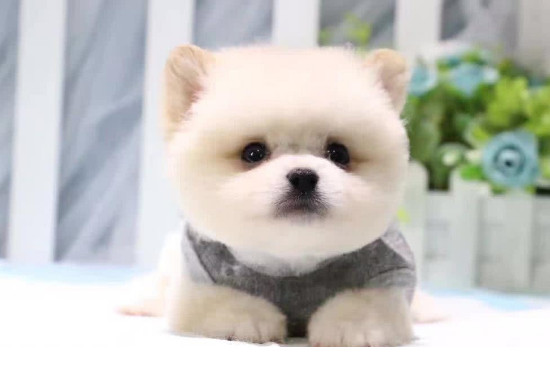 茶杯犬怎么养方法 茶杯犬怎么养才可以养活