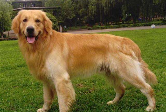 小金毛怎么训练(怎么训练好金毛) 金毛幼犬应该训练哪些