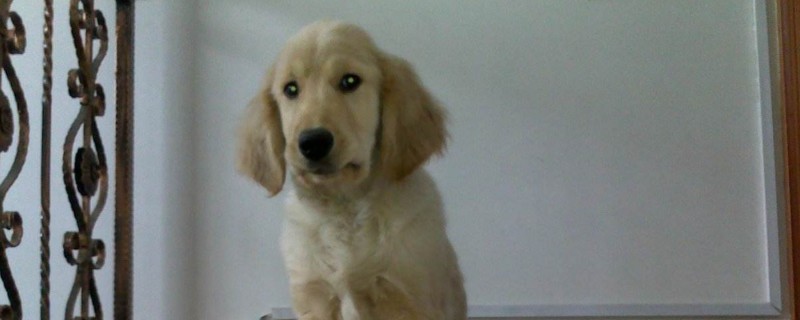 犬瘟热后期治疗方法 犬瘟热晚期最佳治疗方法