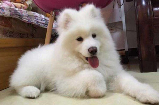 犬瘟热后期治疗方法 犬瘟热晚期最佳治疗方法