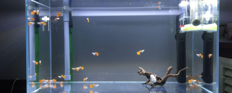 科学养金鱼的方法 怎么科学养金鱼
