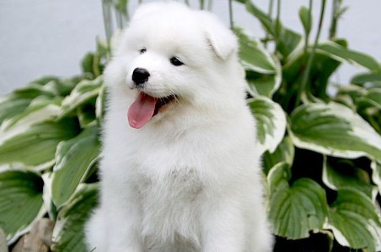 萨摩耶犬怎么训练 萨摩耶犬怎么训练才好看