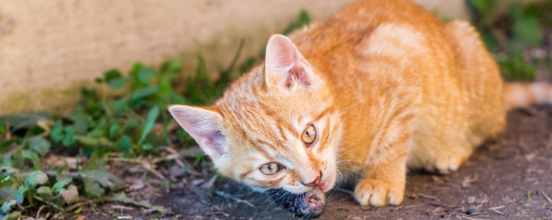 猫一次可以吃多少鸡肝 猫一次最多能吃多少鸡肝