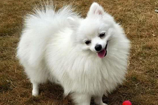 博美犬怎么养方法 博美犬怎么养教程