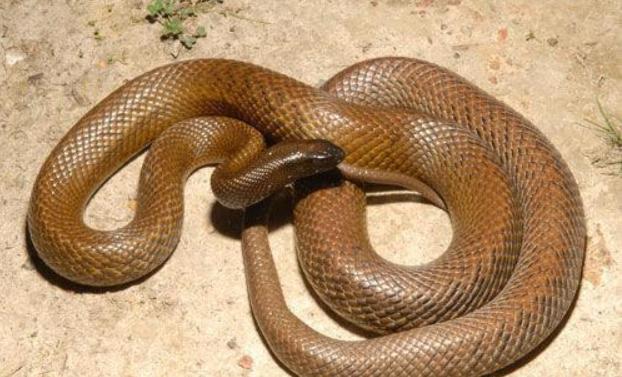 攻击速度巨恐怖的澳大利亚毒蛇(太攀蛇) 世上最毒的毒蛇太攀蛇