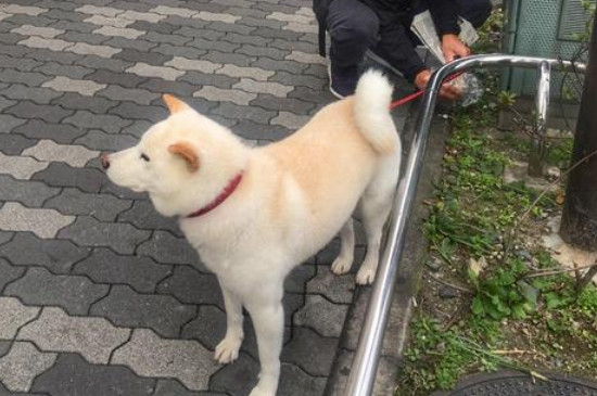 狗狗软便和拉稀的区别，教你辨别两者的方法和原因 狗狗拉稀和软便的区别