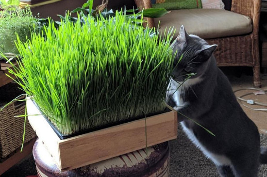 白掌对猫有毒吗 猫吃白掌会中毒吗