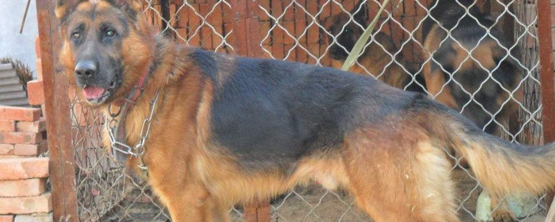 德国牧羊犬怎样训练 德国牧羊犬的正确训练方法