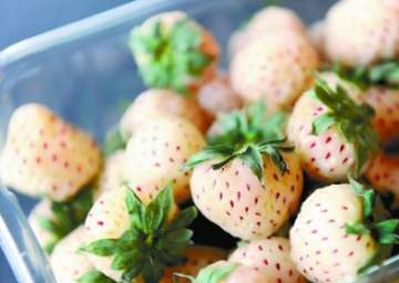 白色草莓叫什么 白色草莓多少钱一斤 白色的草莓叫什么名字