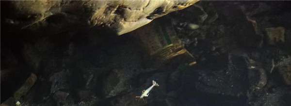 河池发现网 广西河池洞穴现珍稀水生物 池水透明纯净