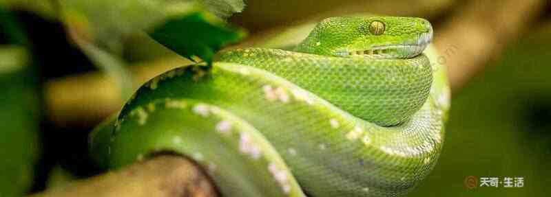 蛇是卵生还是胎生 蛇的繁衍时间 蛇有胎生的吗