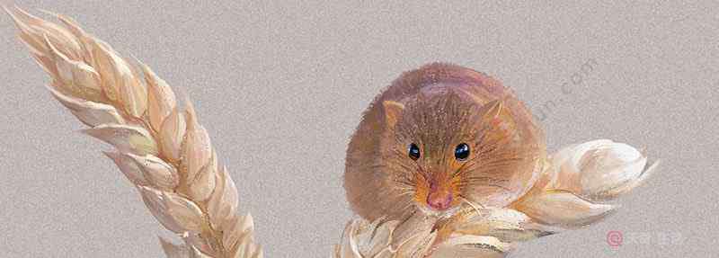 赞美老鼠的诗 有哪些赞美鼠的诗词 关于赞美老鼠的诗句