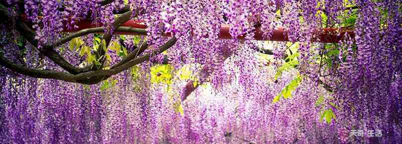紫藤萝瀑布主要内容 紫藤萝瀑布从哪几个方面描写紫藤萝的 文章从哪几个方面描写紫藤萝的
