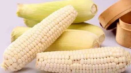 白玉米 黄玉米和白玉米哪个好 有什么区别
