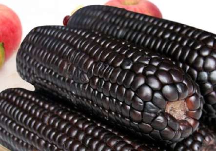黑玉米是转基因的吗 黑玉米是转基因的吗 黑玉米是染色的吗