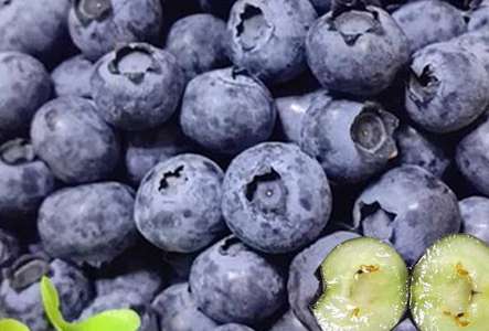 吃蓝莓的好处 蓝莓的功效作用 那些人不合适吃蓝莓