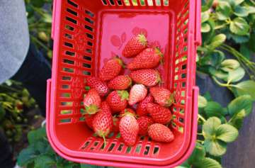 摘草莓的季节 摘草莓的季节是几月份 草莓的季节一般几月
