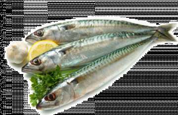 秋刀鱼的营养价值 秋刀鱼和鲅鱼哪个贵 鲅鱼和秋刀鱼的区别
