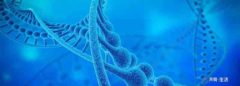 染色体的主要成分 染色体主要成分是什么 染色体主要成分有什么