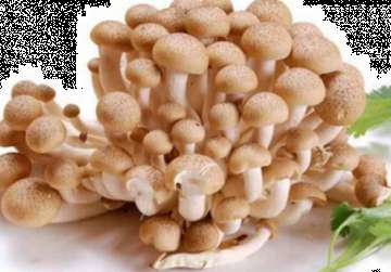蘑菇长毛了还能吃吗 白玉菇长白毛了能吃吗 蟹味菇在冰箱放张白毛