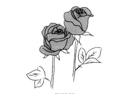 玫瑰花的样子描写 美丽的玫瑰花简笔画图片大全