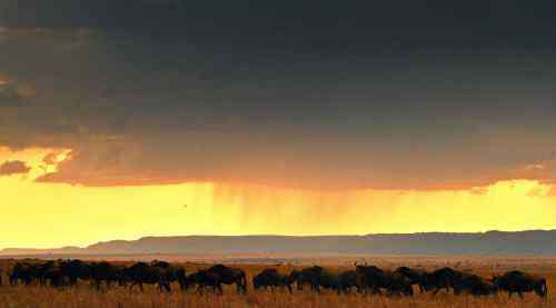动物大迁徙 东非平原上演动物大迁徙百万大军“天堂之渡”