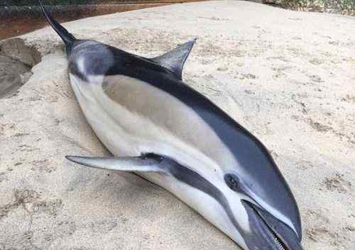 长吻原海豚 海滩频现海豚尸体多达10具引英国公众恐慌 海豚死亡原因是什么