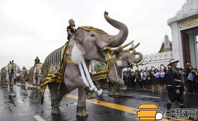 泰国国王去世 泰国国王去世：11头大象在大皇宫吊念 场面感人！