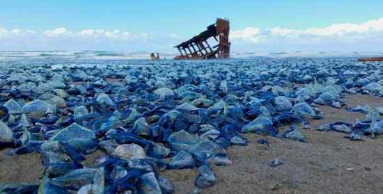 帆水母 英国一海滩密布蓝色水母 它竟是杀人水母近亲